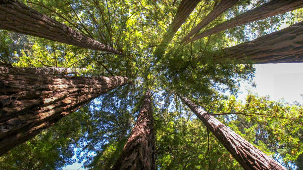 How Our Tree Care Process Works  in  Lewisville, TX